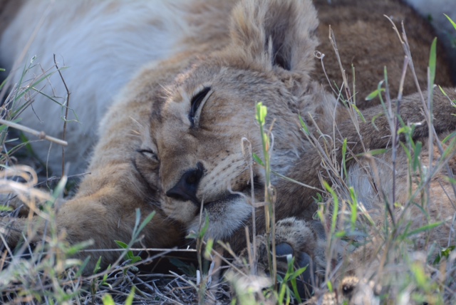 A cozy pride of lions