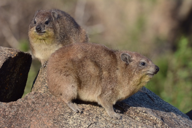A family of rock hyrax