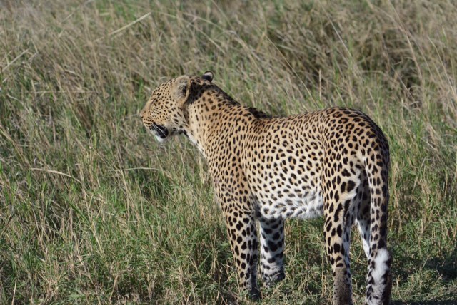 A rare leopard on the move