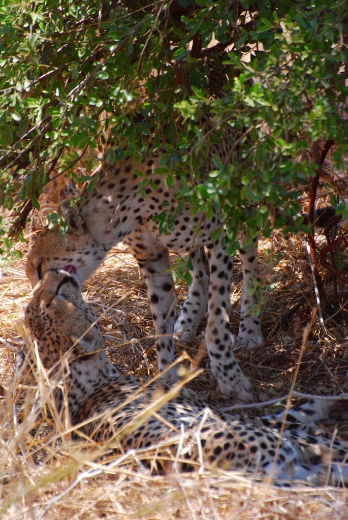 A cheetah greeting 