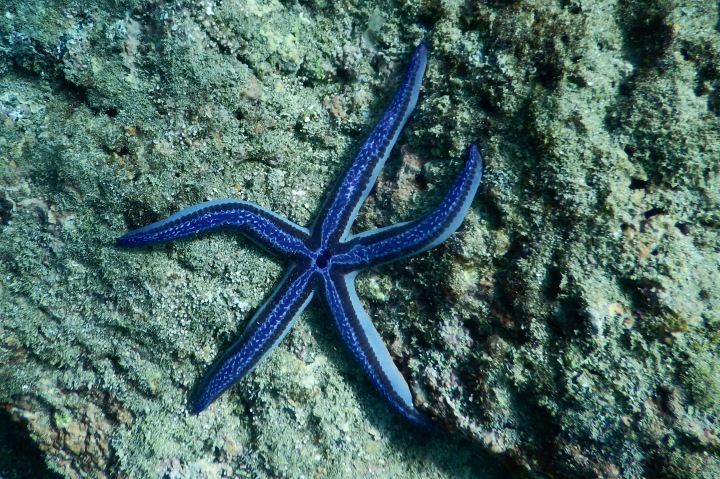 Our blue starfish