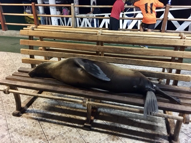 A sleeping sea lion on the municipal dock at night