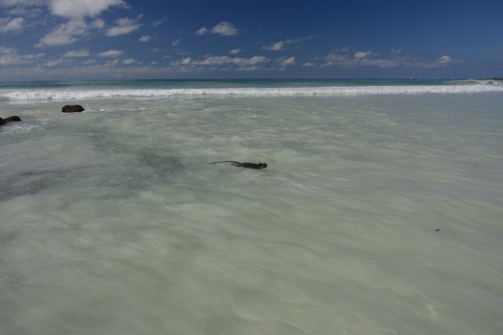 Swimming iguana